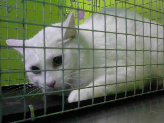 BRUIN (A1531002)
