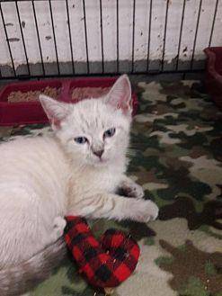 Farrah (20145237)