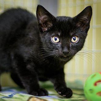 Onyx (20462758)