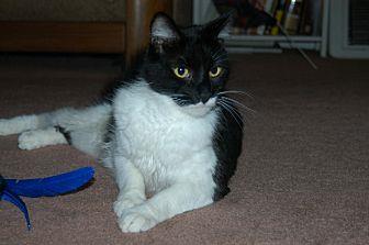 Sylvester (20613068)