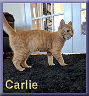 Carlie (20744130)