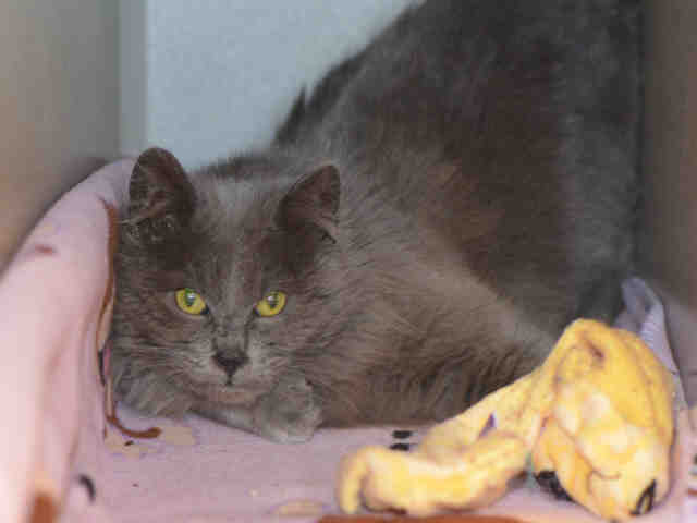 *FRANK (A044638)