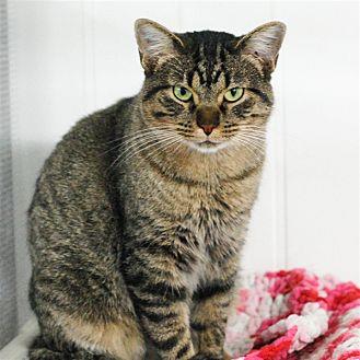 Kitty (19672522)