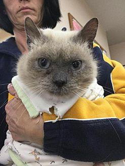 Siamese Boy (21015574)