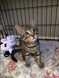 Beau (21594017)
