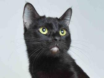 BLACKIE (21309566)