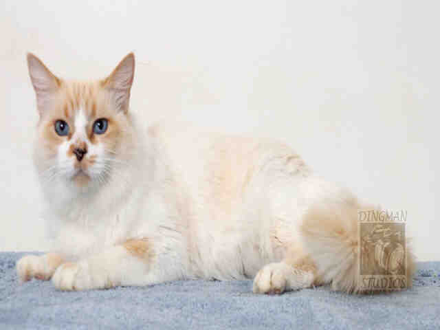 FLUFFY (A047063)