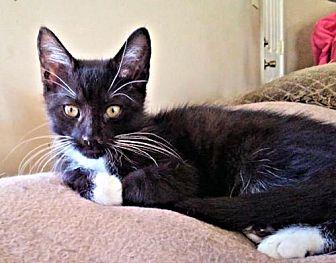 Oreo (21288809)
