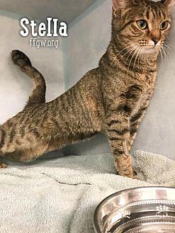 Stella (21516606)
