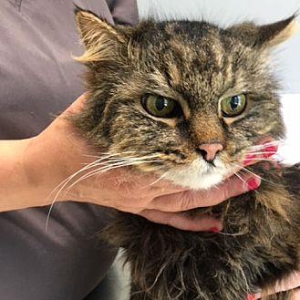 Whiskers (21437004)